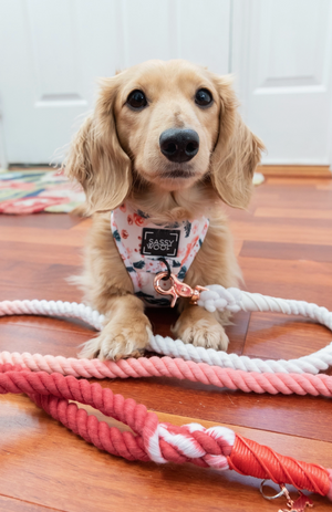 
                
                    Load image into Gallery viewer, Poppy Dog Leash
                
            